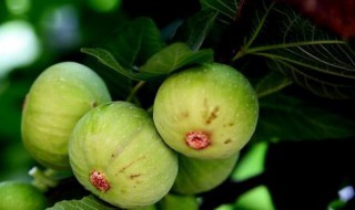 无花果树怎么种植方法 无花果树怎么种植方法10月