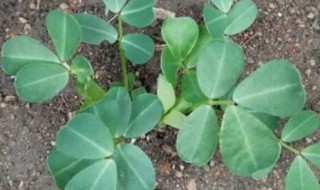 怎样种花生 怎样种花生才能高产