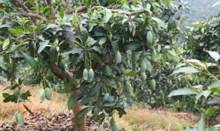 芒果种子盆栽种植方法（芒果种子盆栽种植方法视频）