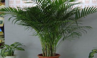 夏威夷竹子的养殖方法和注意事项（夏威夷竹子的养殖方法和注意事项散尾葵）