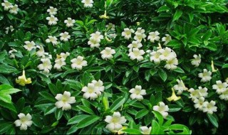 非洲茉莉的养殖方法和注意事项（非洲茉莉的养殖方法和注意事项有哪些）