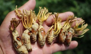 蝉花的食用方法（蝉花的食用方法与功效）