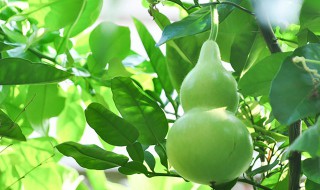 干葫芦籽怎么种植方法 干葫芦籽怎么种植方法视频