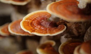 灵芝粉食用方法 灵芝的食用方法和禁忌