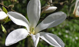 白玉兰花的养殖方法（白玉兰花的养殖方法和注意事项 盆）