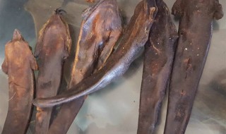 鹿尾巴的功效与作用及食用方法 鹿尾巴的功效与作用及食用方法图片