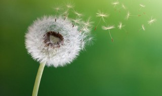 传播种子的方法有哪些 植物妈妈传播种子的方法有哪些