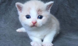 小猫不吃东西怎么办（刚买回来的小猫不吃东西怎么办）