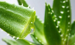芦荟怎样做面膜（芦荟怎样做面膜最好）