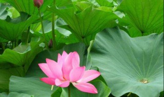 新鲜莲叶怎么保存 新鲜莲叶如何泡茶
