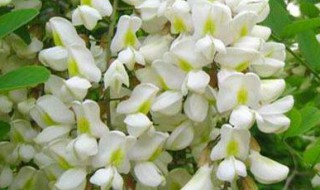 洋葵花怎么保存（洋葵怎么养）