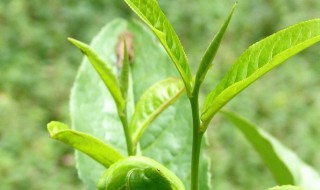 新手怎么选择茶叶（新手怎么挑选茶叶）