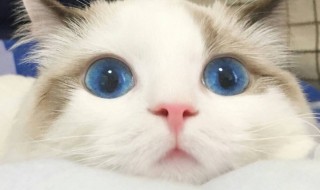 蓝眼睛的猫有哪些品种（白色蓝眼睛的猫有哪些品种）