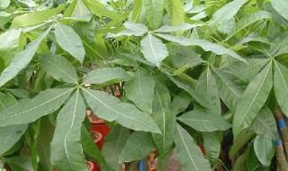 发财树种植 发财树种植方法全过程