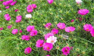 太阳花种植（太阳花种植方法和时间）