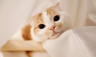 让猫咪舒服的方法（让猫咪舒服的方法视频）