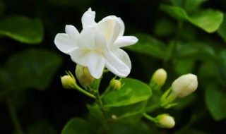 茉莉花的养殖方法和注意事项 茉莉花的养殖方法和注意事项 盆栽