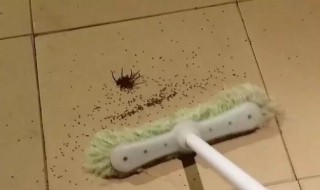 去除小蜘蛛的方法（去除小蜘蛛的方法有哪些）