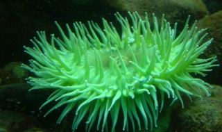 秋海葵的繁殖方法 秋海葵的繁殖方法是什么
