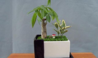 发财树的养植方法（发财树养植方法如下）