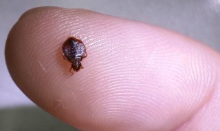 除臭虫的最快方法（除臭虫的最快方法视频）
