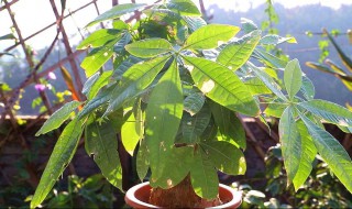 发财树的栽种方法（发财树的栽种方法和注意事项）