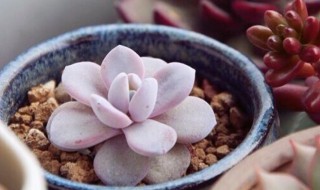 雪莲的培植方法 雪莲种苗什么培育