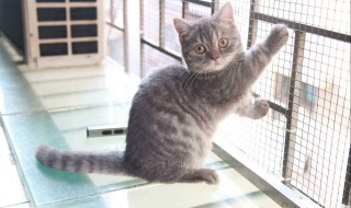 矮脚猫为什么不能养（矮脚猫为什么不能养知乎）