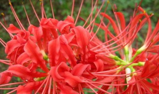 彼岸花为什么不能养 彼岸花为什么不能养科学说法