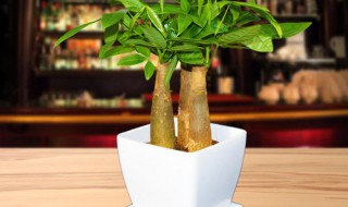 怎么制作植物盆栽（怎么制作植物盆栽图片）