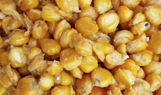 发酵玉米饵料制作方法（玉米发酵钓鱼窝料制作）