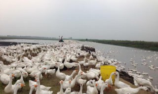散养鹅的方法（散养鹅需要什么手续）