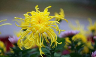 菊花种植方法和时间 波斯菊花种植方法和时间