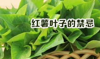 红薯叶子的禁忌 红薯叶子的禁忌是什么