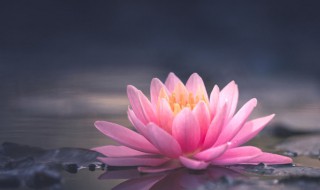 家里为什么不能养荷花（家里为什么不能养荷花,院子里能养荷花吗）