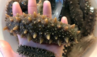 泡发海参的最佳方法 海参泡发方法