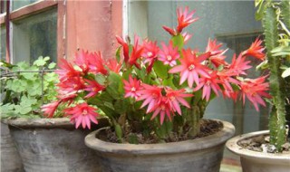 昙花用什么土栽培好 昙花用什么土栽培好养