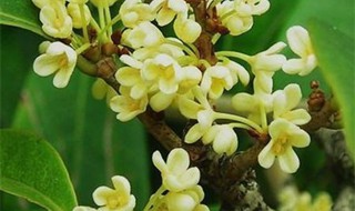 四季桂花怎么剪枝（四季桂花怎么剪枝视频）
