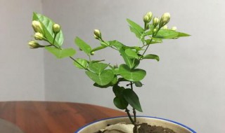 漂香膝花怎样换盆 漂香藤怎么养护