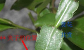 叶仙嫁接蟹爪兰教程（叶仙嫁接蟹爪兰视频教程）