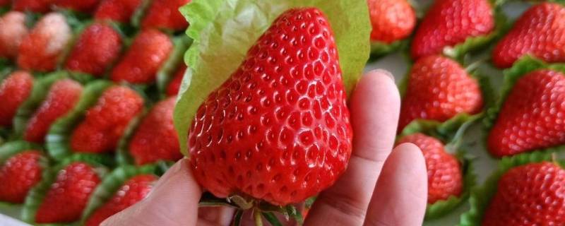 丹东99草莓与普通草莓区别 丹东99草莓和红颜草莓区别