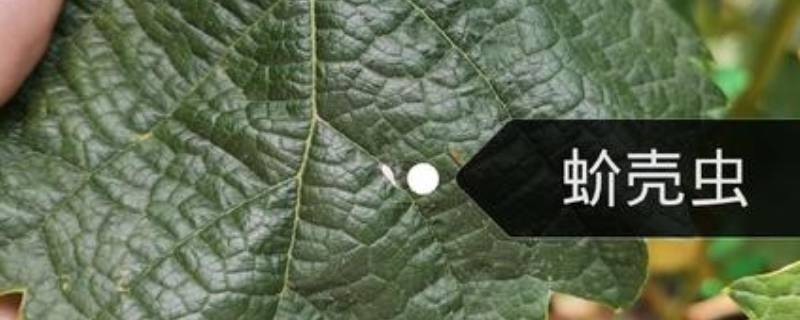 土壤里的蚧壳虫怎样彻底消灭 蚧壳虫的土怎么处理
