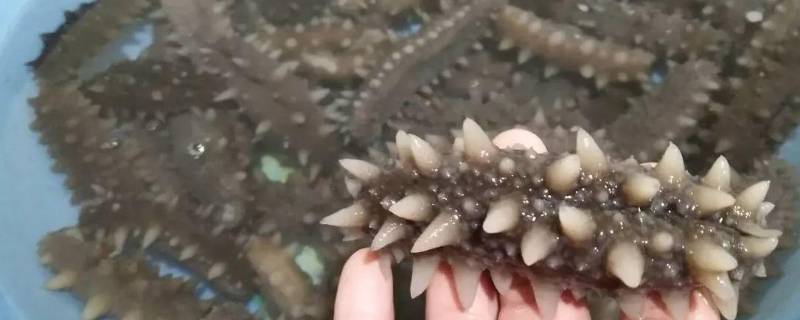 底播海参是什么意思 底播海参是什么意思呀