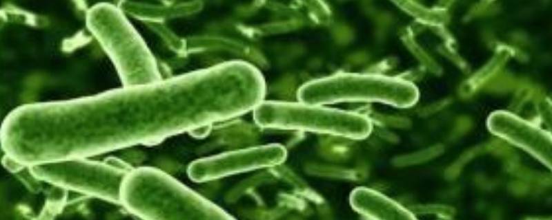 分解者有哪些生物（分解者有哪些生物类型）