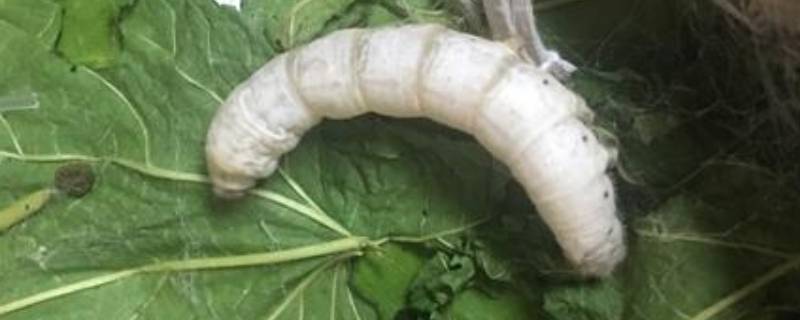 万缕千丝是什么动物（万缕千丝是什么动物生肖）