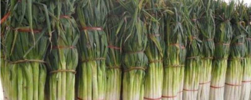 冬天储存大葱怕冻吗 冬天的大葱怕冻吗