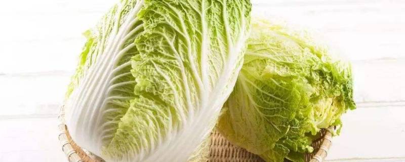大量储存白菜方法 大量储存白菜方法有哪些