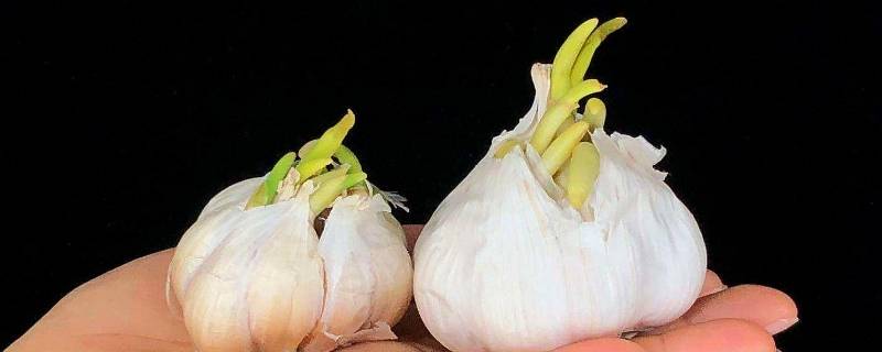 蒜头发芽了还能吃吗（蒜头发芽了还能吃吗 知乎）