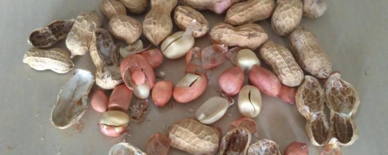 盐可以代替沙子炒花生吗 沙子炒花生的功效与作用