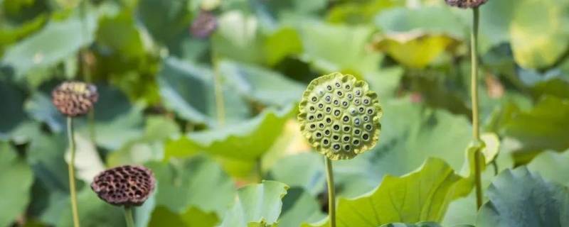 送人莲蓬的寓意是什么（送人莲蓬是什么意思）